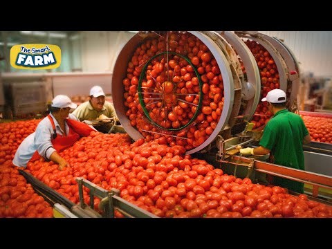 How HUGE Quantities of Tomatoes are Processed | Tomato Harvesting and Tomato Sauce Production