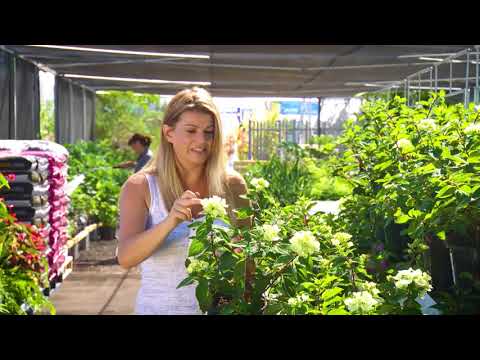 download lagu mp3 mp4 Hydrangea Pan Diamond Rouge, download lagu Hydrangea Pan Diamond Rouge gratis, unduh video klip Hydrangea Pan Diamond Rouge