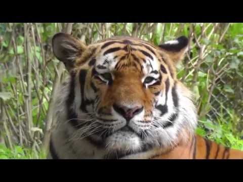 Ein Tag im Tierpark Hellabrunn München 2016 HD