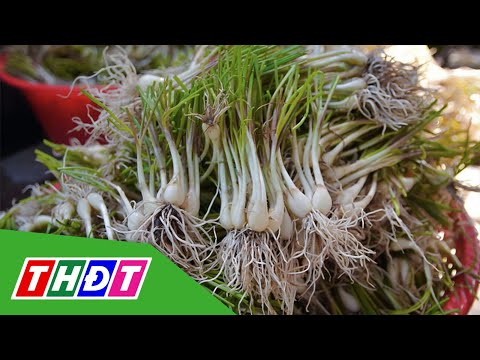 Huyện Tam Nông: Giá củ kiệu giảm khi vào cuối vụ | THDT