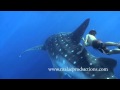 Whale Shark Ride.mov 