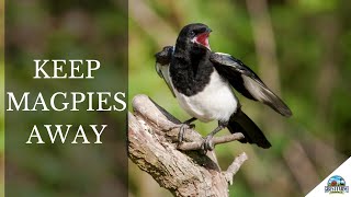 How To Scare and Keep Magpies Away: Safe and Natural Deterrents