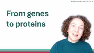 From genes to proteins