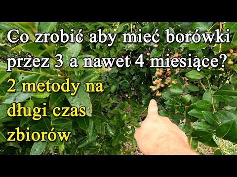 Borówki przez 3 lub 4 miesiące? Co zrobić aby zbierać owoce całe lato? 2 metody wydłużenia sezonu.