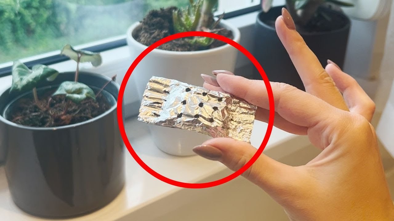 Get rid of ANTS. Just put this on kitchen countertop