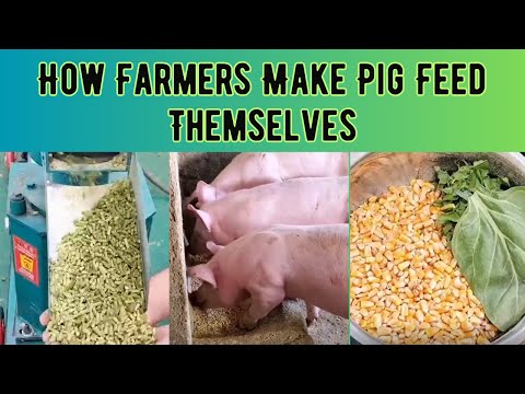 How Farmers Can Make Pig Feed Themselves At Home? Reduce feeding cost and increase profits