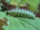 I pyranbodies che fa con vermi La fotografia del fegato intaccata con parassiti