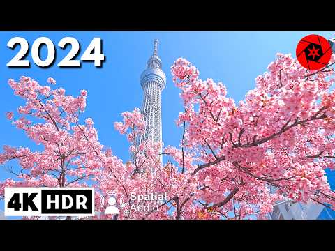 Tokyo Cherry Blossoms Begins!!!  4K HDR Spatial Audio