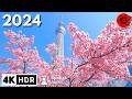 Tokyo Cherry Blossoms 2024 Begins!!!  4K HDR Spatial Audio