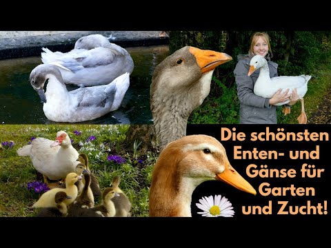 , title : 'Top20 Schöne Enten- und Gänserassen für Selbstversorger und die Zucht! Wassergeflügel im Garten'