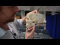 Skull foramina