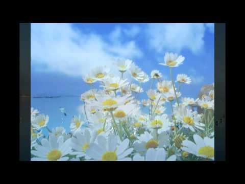 The Elegance of Pachelbel - Serenade