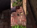 Grouting brick paving.  #landscaping #diy