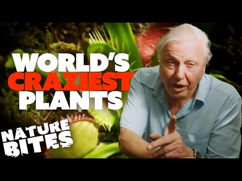 David Attenborough Explains: World's Craziest Plants