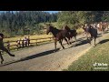 STAMPEDE HORSES