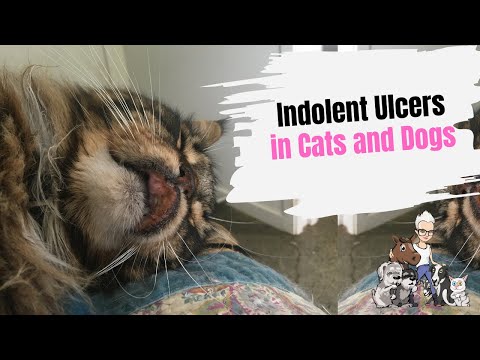 YouTube video about: How to treat rodent ulcers in cats at home?