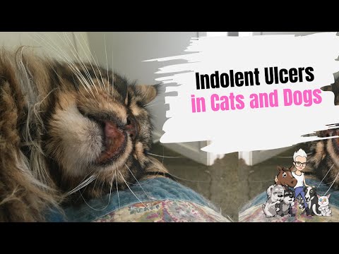 Episode 80: Treating an Indolent Ulcer in Cats and Dogs