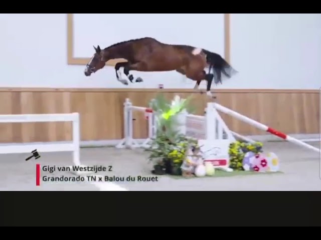 half sister (Grandorado TN X Balou du Rouet)