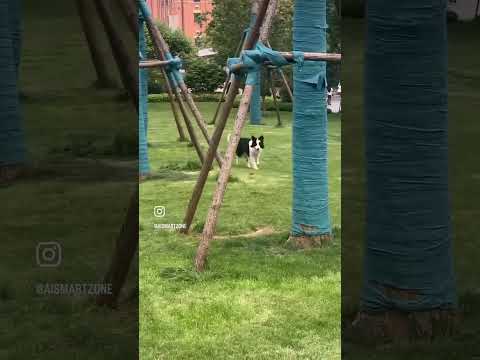 #robodog #dogs  #fear #fyp #life #