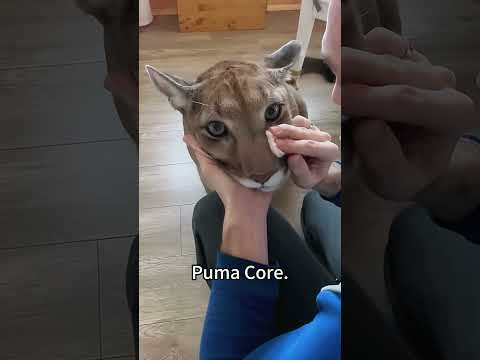 Puma Core.#foryou #funny #funnyanimal #pets #foryoupage #puma