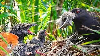 Download lagu BEGINI JADINYA_BURUNG BUBUT TIDAK PEDULI DENGAN KEHIDUPAN BURUNG LAIN mp3