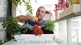 גינה לעצלנים - איך עושים אדנית צבעונית בלי תחזוקה