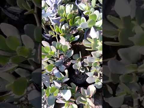 クラッスラ・オバタ