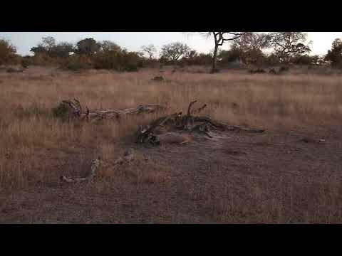 Djuma: Baboons getting ready for the night - 05/26/19