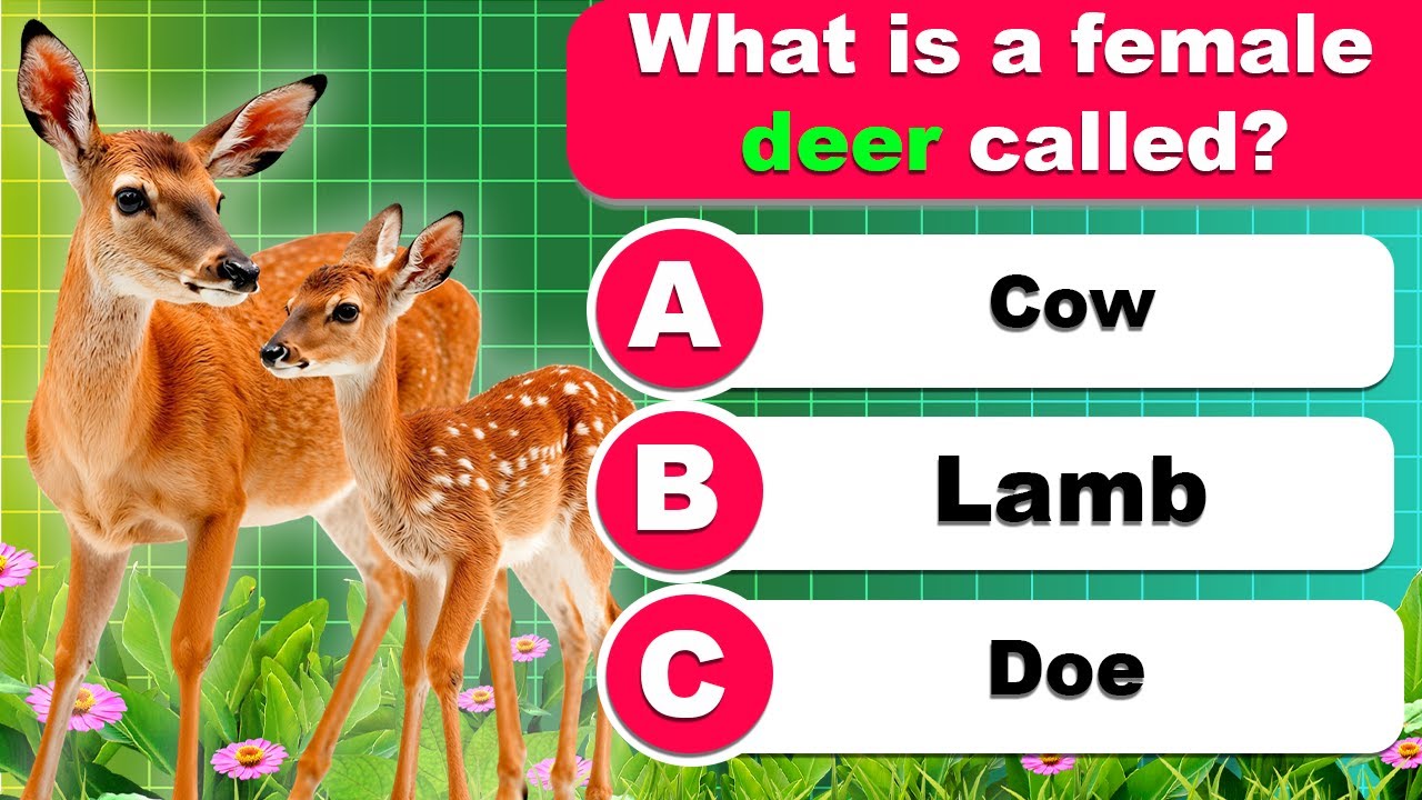 Can You Score 30/30 on This General Knowledge Quiz? 🎓 30 Trivia Quiz Questions!