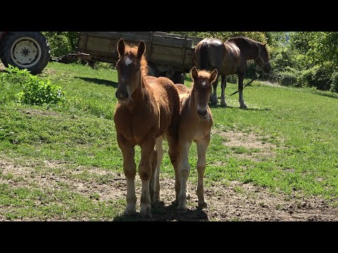 Caii lui Nelu de la Zalau, Salaj - 2022 Nou!!!