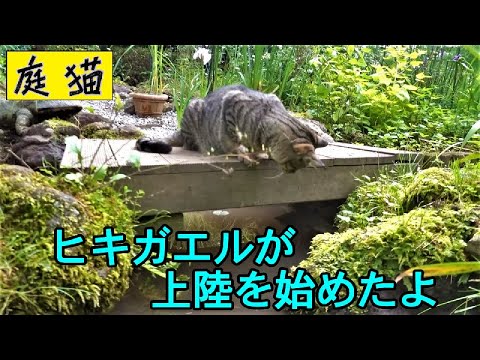 園芸 助産師のヒキガエル、庭のフルート奏者