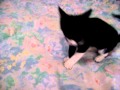 Tuxedo Cat Hitting The Camera