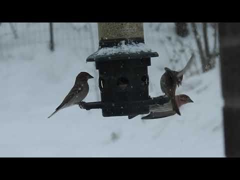 Busy feeder on snowy day in April