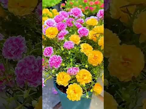 fawra palant viral video for you page #flowers #funnyvideos #funnyvideos