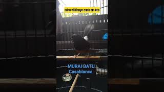 Download lagu Muraibatu isian cililin suaranya jelas sekali #rajanabirdfarm #pancinganmuraibatu #masteranmuraibatu mp3