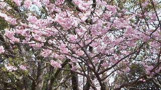 3月11日【びわ湖放送ニュース】春の気配すぐそこに　「ハツミヨザクラ」が見頃