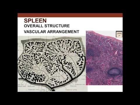 11. Medical School Histology. Lymphoid Tissue - Part 2 (Spleen and Thymus)