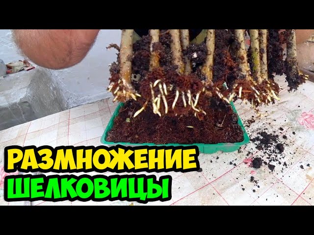 Как размножить крупноплодную шелковицу (тутовник) способом укоренения ...