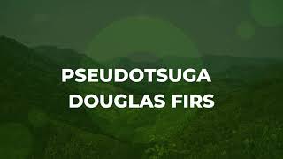 All You Need to Know More on Douglas Firs