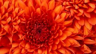 10,000 Maniacs Sally Ann