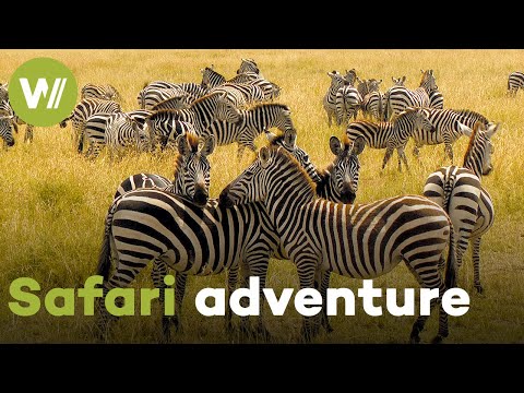 On the trail of Africa's Big Five animals - A safari adventure through the animal kingdom (2013)
