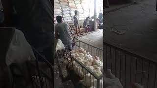 Download lagu proses panen ayam pedaging #tulungagung #tanggunggunung #broiler mp3