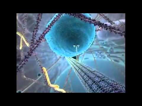 Inner Life of the Cell Full Version   Narrated