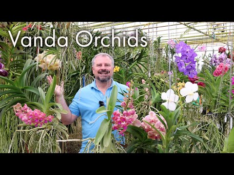 Incredible Vanda Orchids - Care Instructions