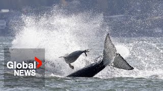 Download lagu Seal escapes orcas by jumping onto photographer’s boat in dramatic video mp3