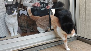 Download lagu 愛猫のために作ったキャティオだけど… mp3 Download lagu 愛猫のために作ったキャティオだけど… mp3