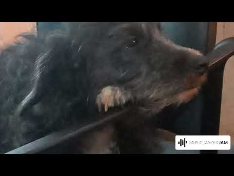 perros subiendo laxescala, anderbook dj, Valparaíso, Chile