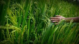 Download lagu Chinna Chinna Aasai remix whatsapp status video/#nature love mp3