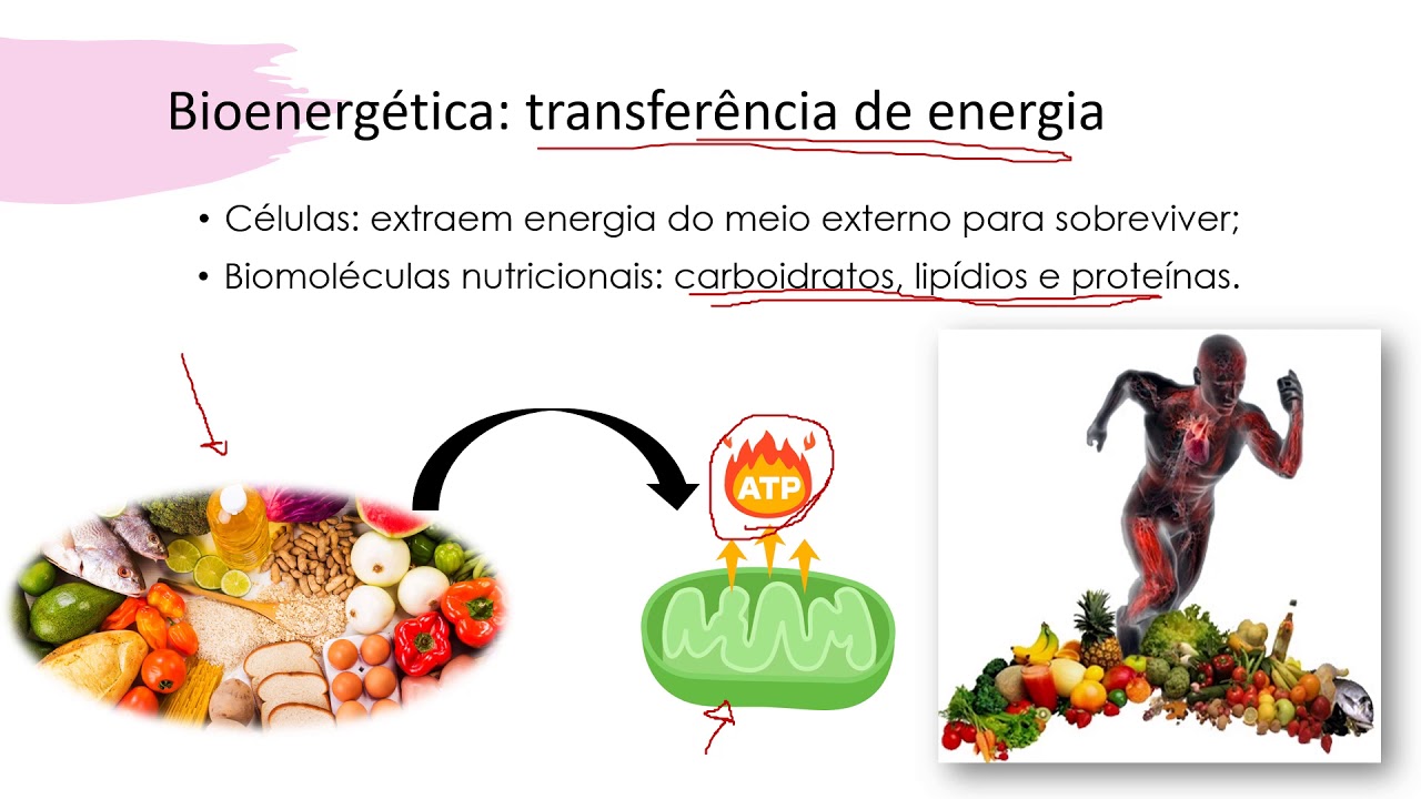 INTRODUÇÃO AO METABOLISMO CELULAR