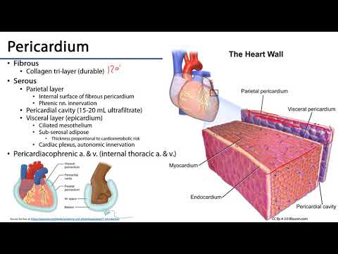 Pericardium